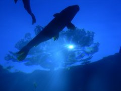 blue_underwater_fish_118469_m.jpg