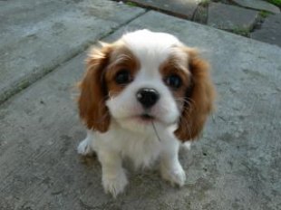 puppies_puppy_silly_242881_l.jpg