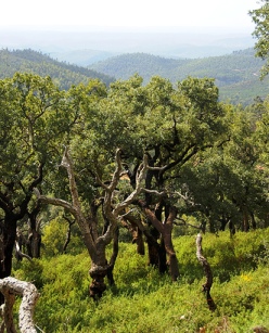Cork forest