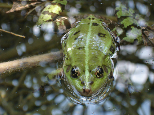 Frog on the lake