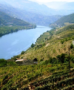 Vineyard