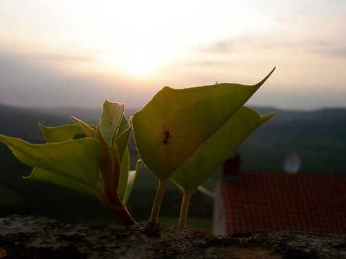 Motovun castle