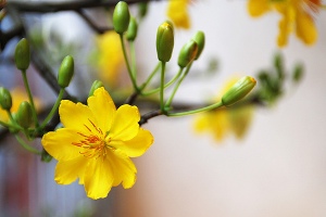 flowers for tet