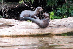 manu ntl park wildlife
