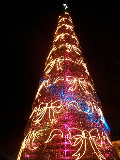 portugal-tree